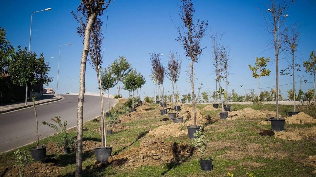 Anulohet tenderi per Pyllin Orbital ne Tirane, do bliheshin rreth 25 mije peme
